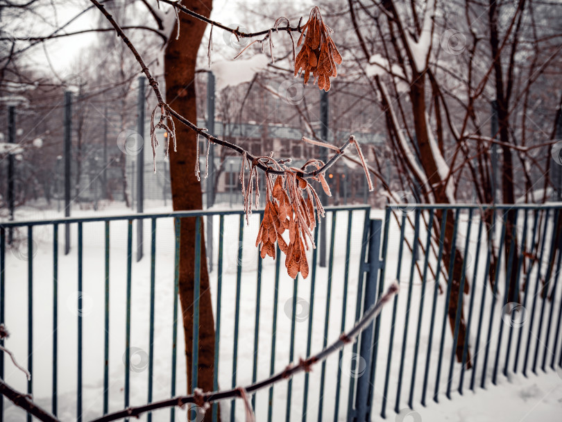 Скачать семена клена на дереве в снегу фотосток Ozero