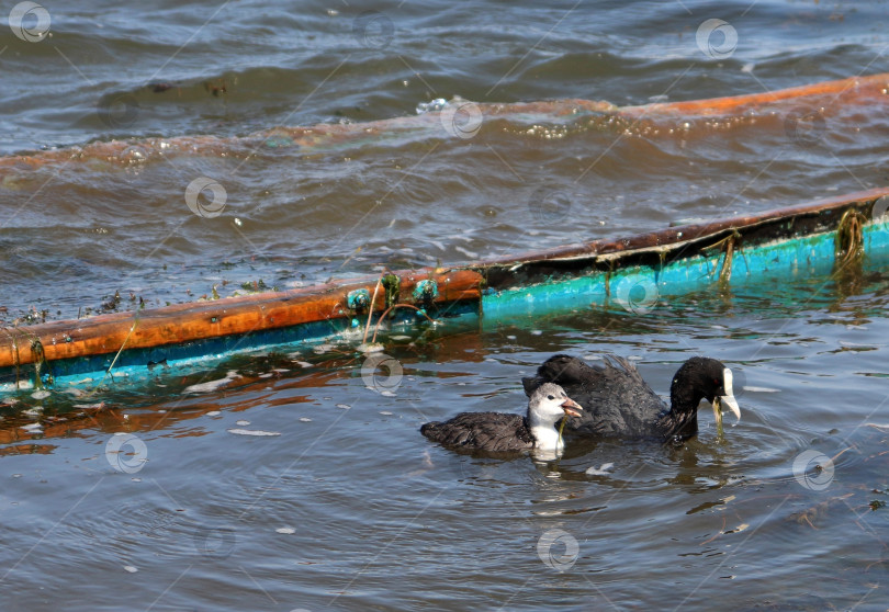 Скачать Взрослая лысуха (Fulica atra) с утенком плавают и едят. Семья лысух кормится возле затопленной лодки. Австралийская лысуха-самка и ее птенец держат в клюве водоросли. фотосток Ozero