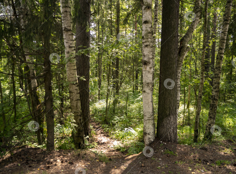 Скачать Солнечный летний лес на фоне лиственных и хвойных деревьев. Рядом растут стройные стволы берез, сосен и других деревьев. фотосток Ozero