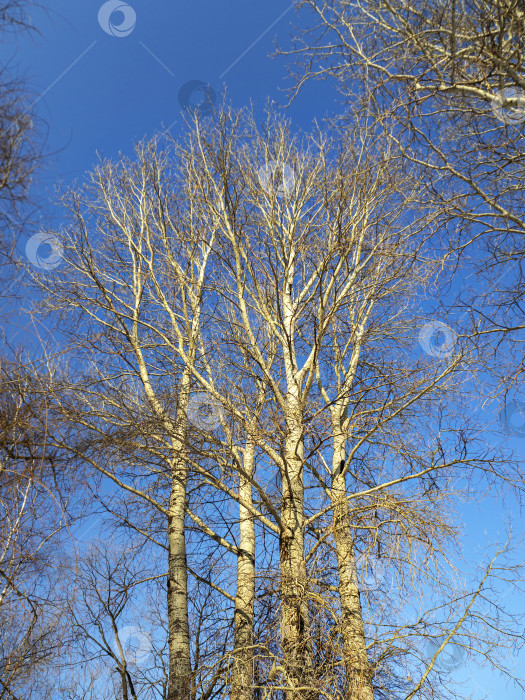 Скачать Высокие серебристые тополя красиво смотрятся на фоне голубого весеннего неба. На деревьях еще нет листьев. Естественный фон с тополями. фотосток Ozero