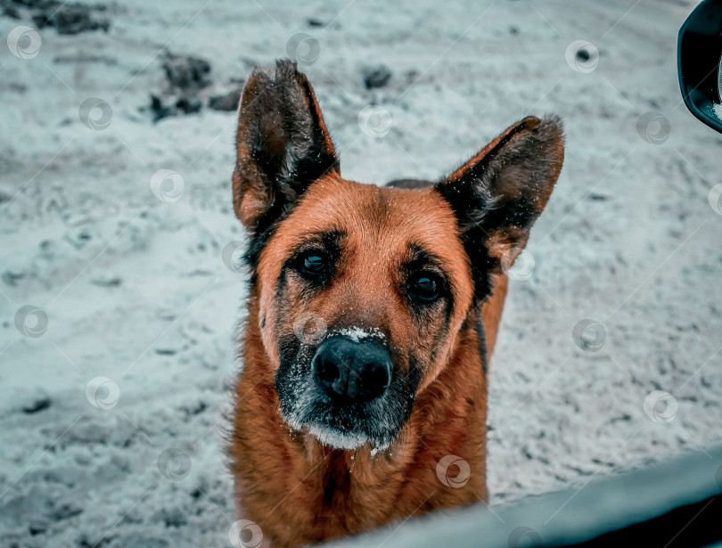 Скачать Портрет собаки породы немецкая овчарка зимой на фоне снега фотосток Ozero