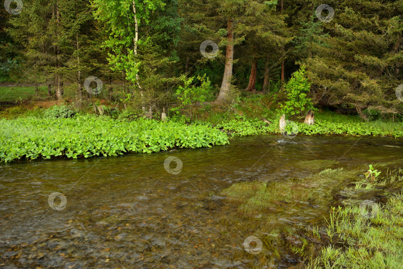 Скачать Летним утром быстрый поток узкой и неглубокой реки пересекает поляну на опушке густого хвойного леса. фотосток Ozero
