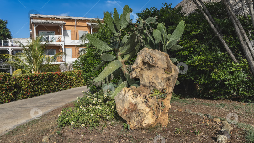 Скачать Ландшафтный дизайн тропического парка. На живописном валуне растут кактусы опунция и кактусы-опунции. фотосток Ozero