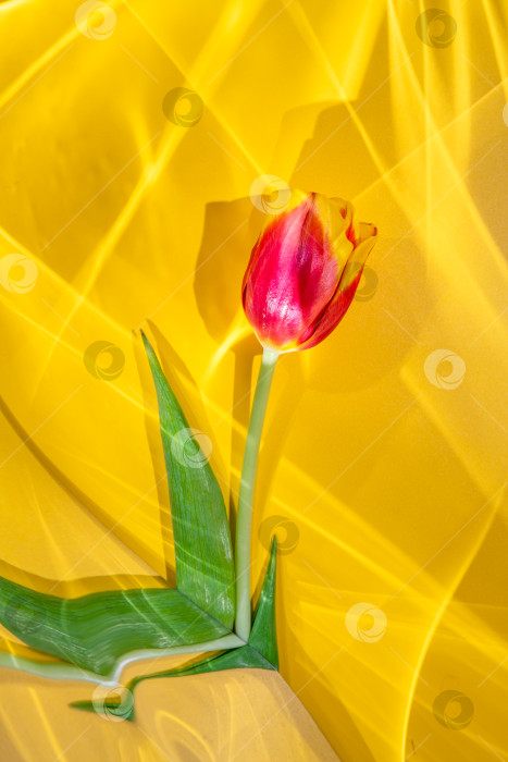 Скачать Красный стебель тюльпана с зелеными листьями, представляющими яркий цвет на ярко-желтом фоне, с динамичными отражениями света и художественными тенями, создающими минималистскую концепцию природы. фотосток Ozero