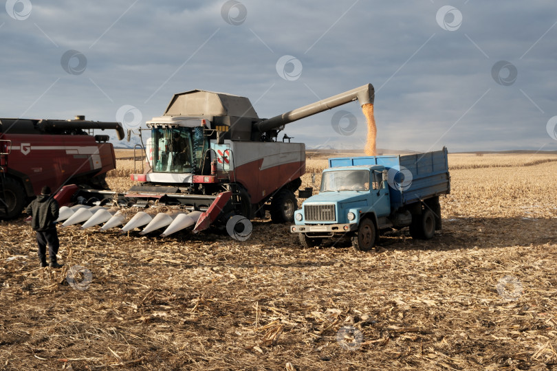 Скачать Поздний сбор зерновых с поля. Загрузка в автотранспорт. Работа спецтехники на полях. фотосток Ozero