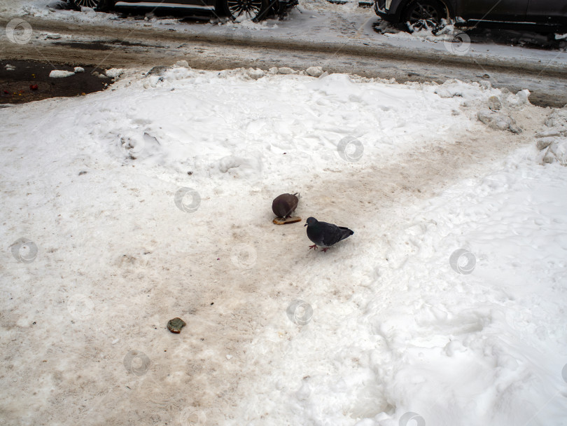 Скачать Снег тает после сильного снегопада фотосток Ozero