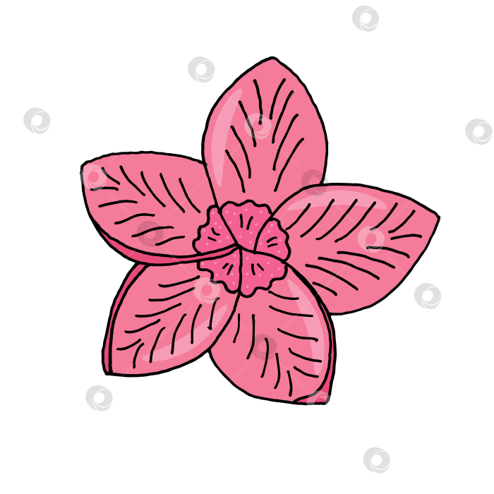 Скачать Иллюстрация - ручная графика - розовый цветок тропический - орхидея фотосток Ozero