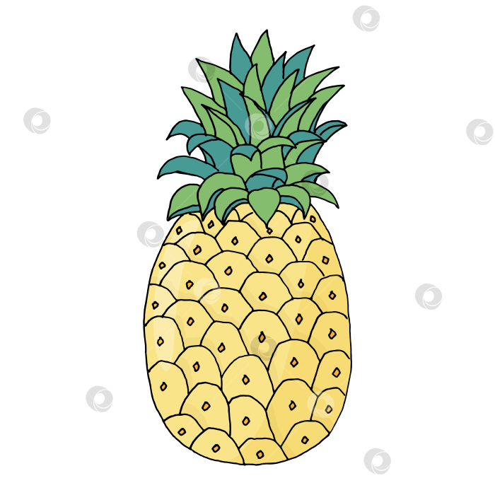 Скачать Иллюстрация - ручная графика - ананас - фрукт тропический фотосток Ozero