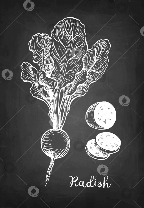 Скачать Набросок редьки мелом фотосток Ozero