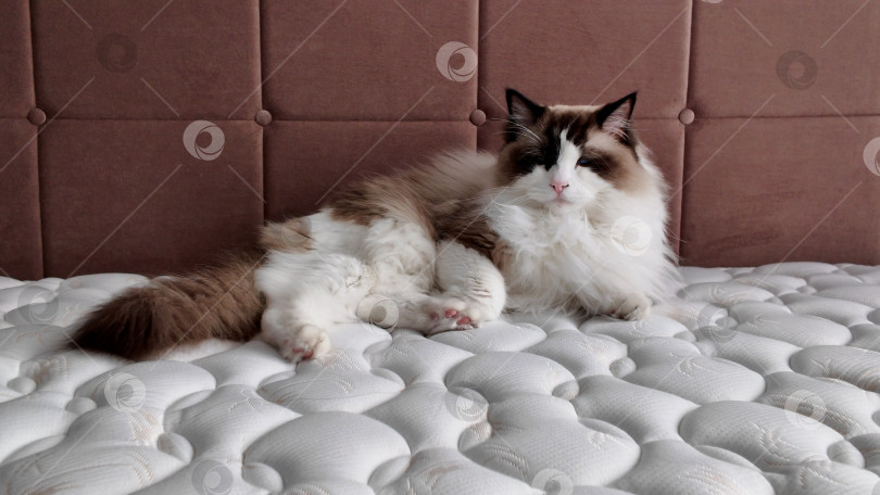 Скачать Кошка расслабляется на мягкой кровати с бежевым фоном солнечным днем в уютной комнате фотосток Ozero