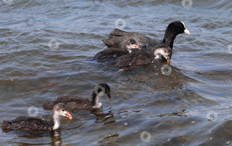 Скачать Евразийская лысуха, или обыкновенная лысуха, или австралийская лысуха (лат. Fulica atra) - семейство водоплавающих птиц. Родители и молодые водоплавающие птицы. Взрослая черная красноглазая водоплавающая птица с выводком птенцов фотосток Ozero