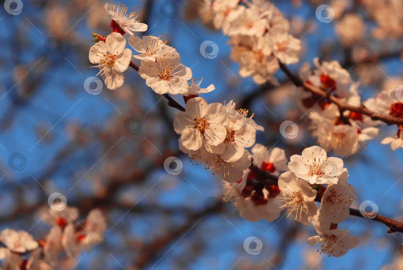 Скачать Освещенный солнцем букет мелких бледно-розовых и белых цветов на ветке сливового дерева. Подробно о цветении чернослива в весеннем саду. Макросъемка крупным планом пышной сливы в полном цвету на ветке. Размытый фон голубого неба. фотосток Ozero