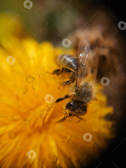 Скачать Пчела фотосток Ozero