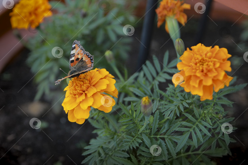 Скачать Бабочка фотосток Ozero