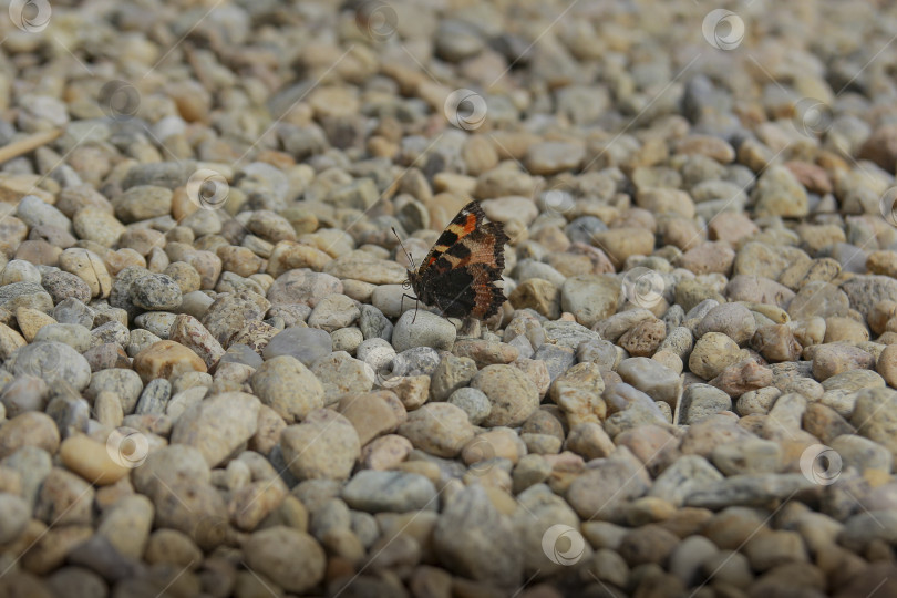 Скачать Бабочка фотосток Ozero