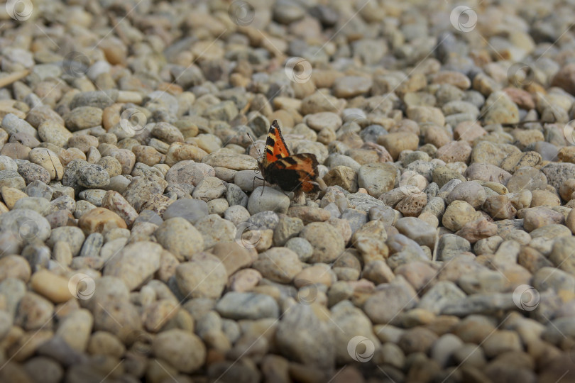 Скачать Бабочка фотосток Ozero