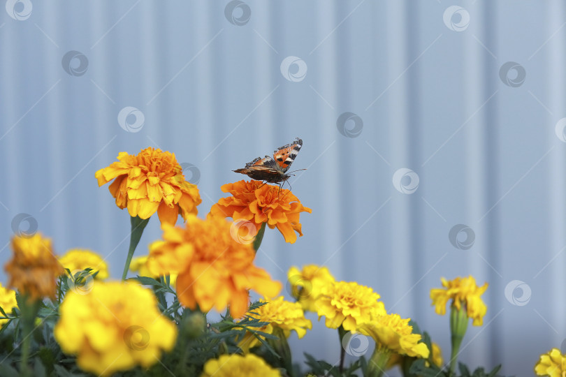 Скачать Бабочка фотосток Ozero