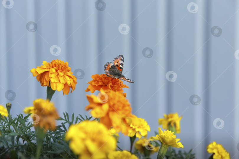 Скачать Бабочка фотосток Ozero