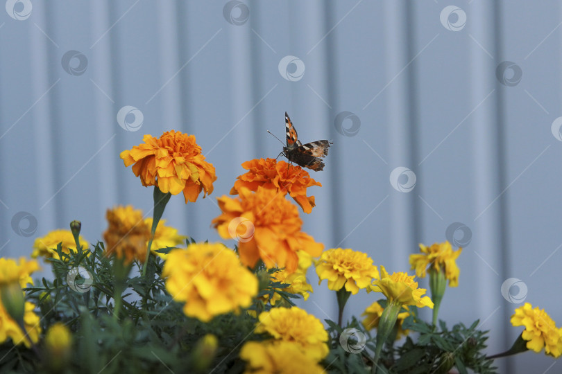 Скачать Бабочка фотосток Ozero