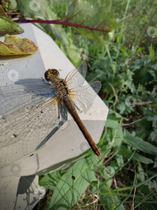 Скачать Стрекоза фотосток Ozero