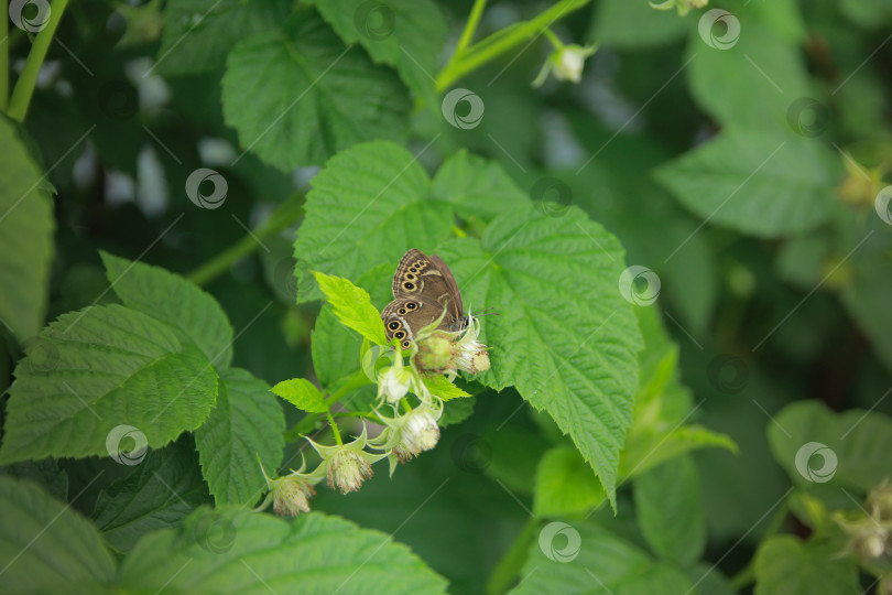 Скачать Бабочка фотосток Ozero