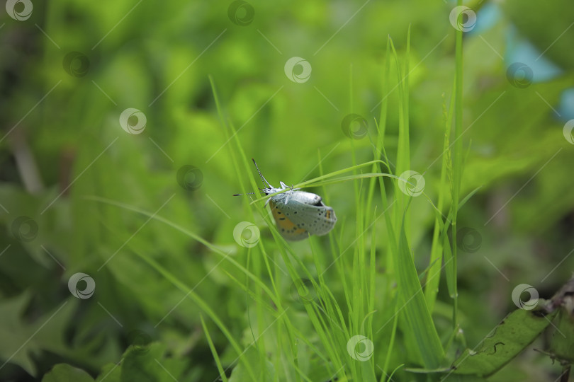 Скачать Бабочка фотосток Ozero