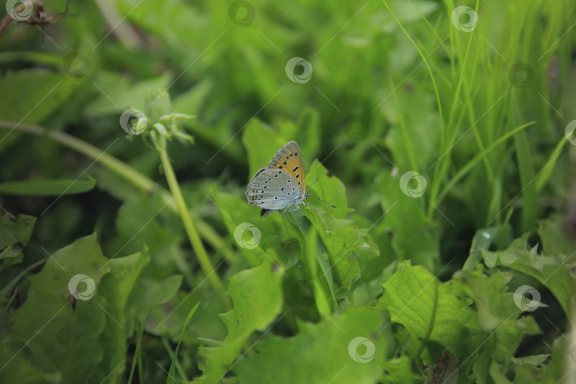 Скачать Бабочка фотосток Ozero