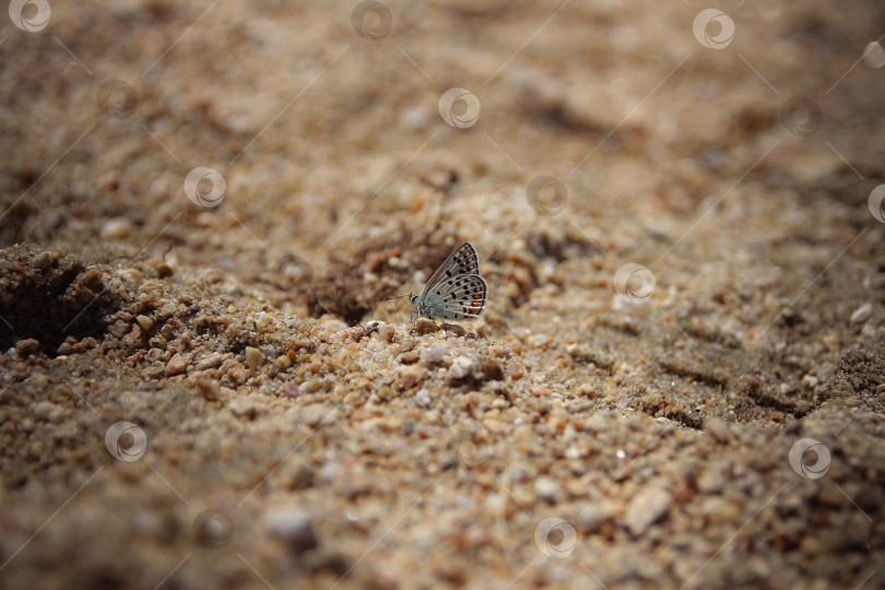 Скачать Бабочка фотосток Ozero