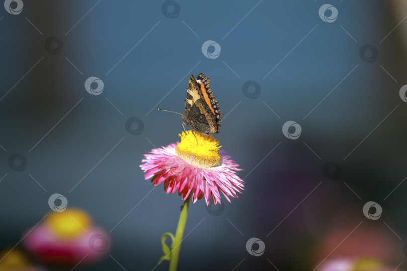 Скачать Бабочка фотосток Ozero