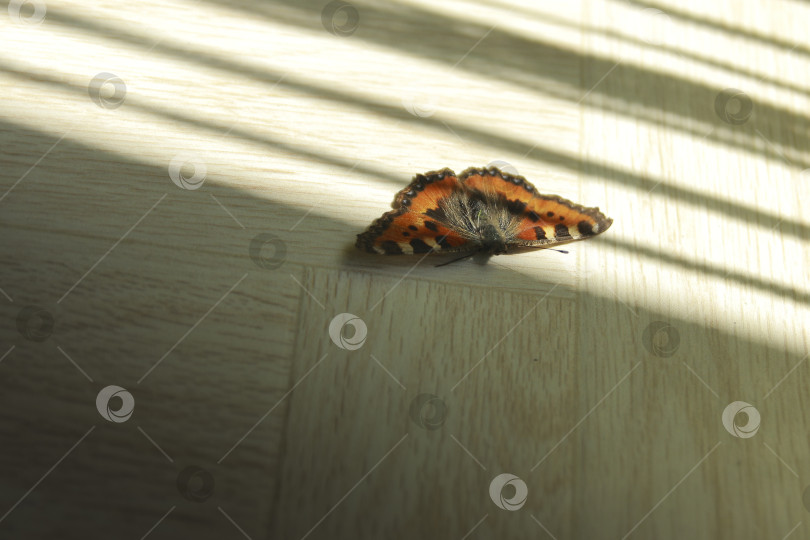 Скачать Бабочка фотосток Ozero