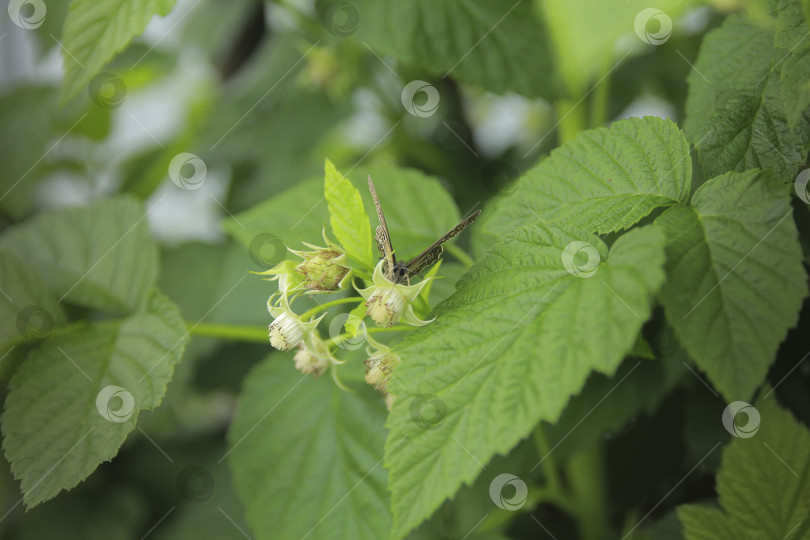 Скачать Бабочка фотосток Ozero