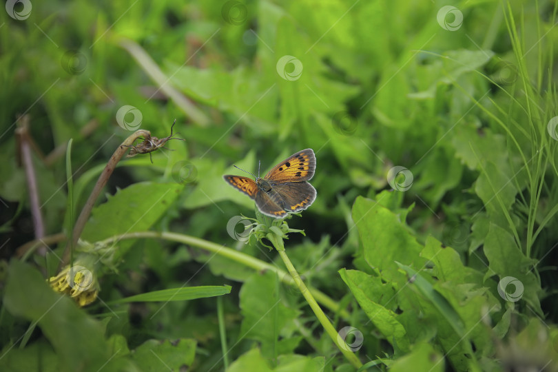 Скачать Бабочка фотосток Ozero