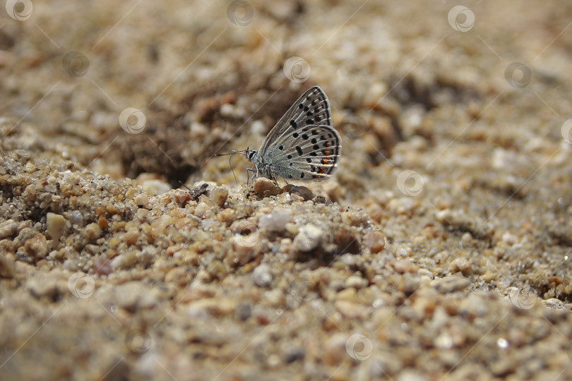Скачать Бабочка фотосток Ozero