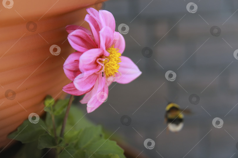 Скачать Шмель фотосток Ozero