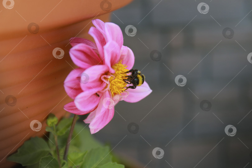 Скачать Шмель фотосток Ozero