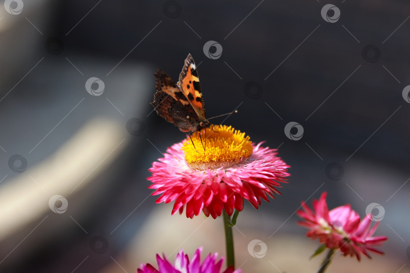 Скачать Бабочка фотосток Ozero