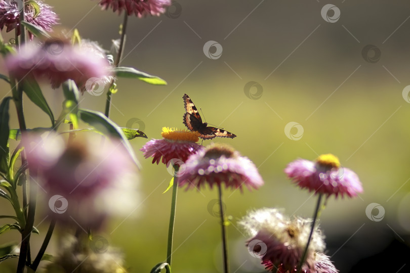 Скачать Бабочка фотосток Ozero