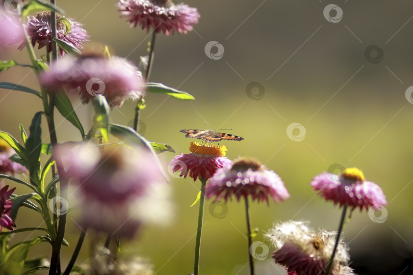 Скачать Бабочка фотосток Ozero