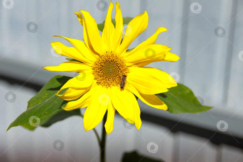 Скачать Пчела фотосток Ozero