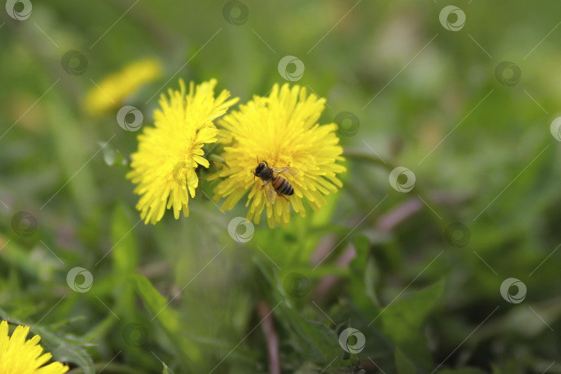 Скачать Пчела фотосток Ozero