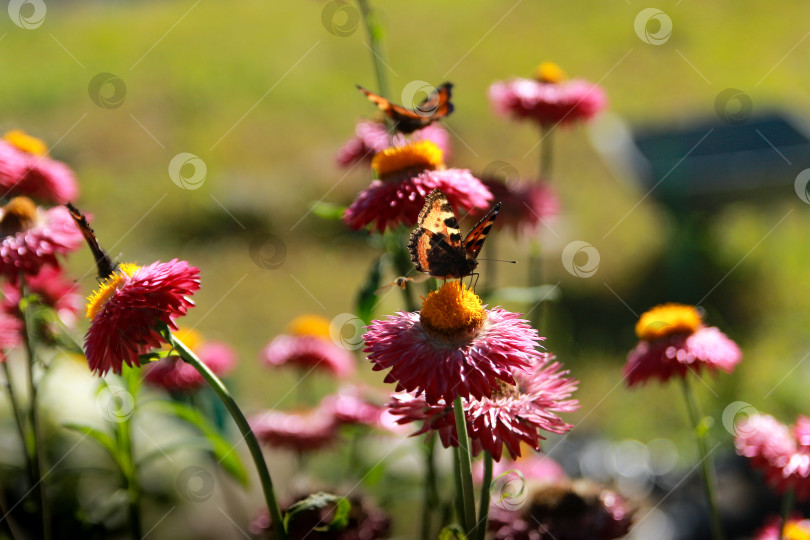 Скачать Бабочка фотосток Ozero