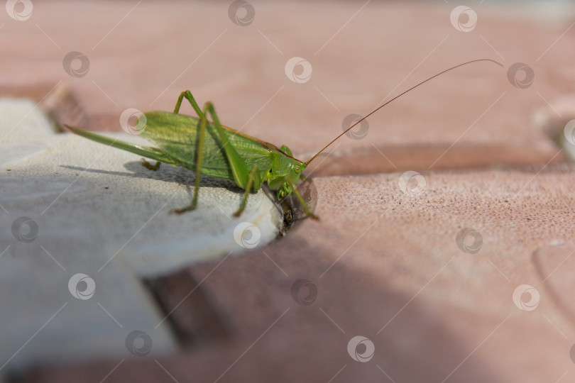 Скачать Кузнечик фотосток Ozero