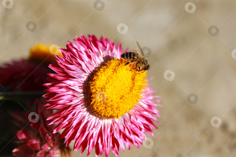 Скачать Пчела фотосток Ozero