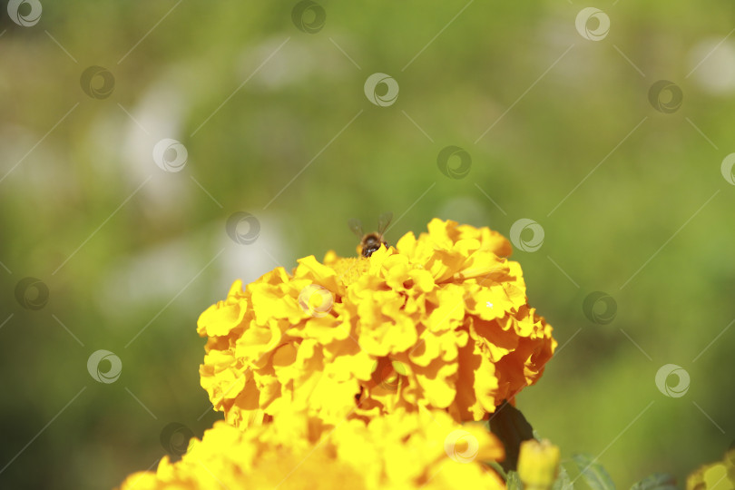 Скачать Пчела фотосток Ozero