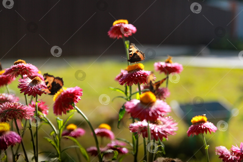 Скачать Бабочка фотосток Ozero