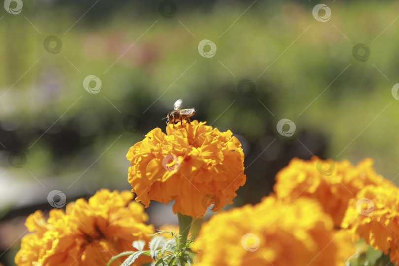 Скачать Пчела фотосток Ozero