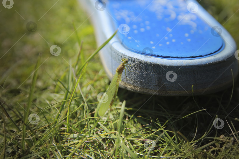 Скачать Козявка фотосток Ozero