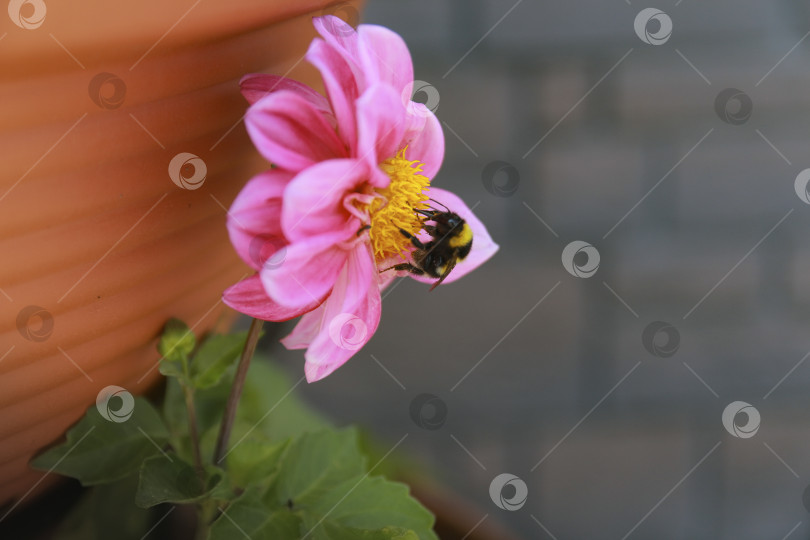 Скачать Шмель фотосток Ozero