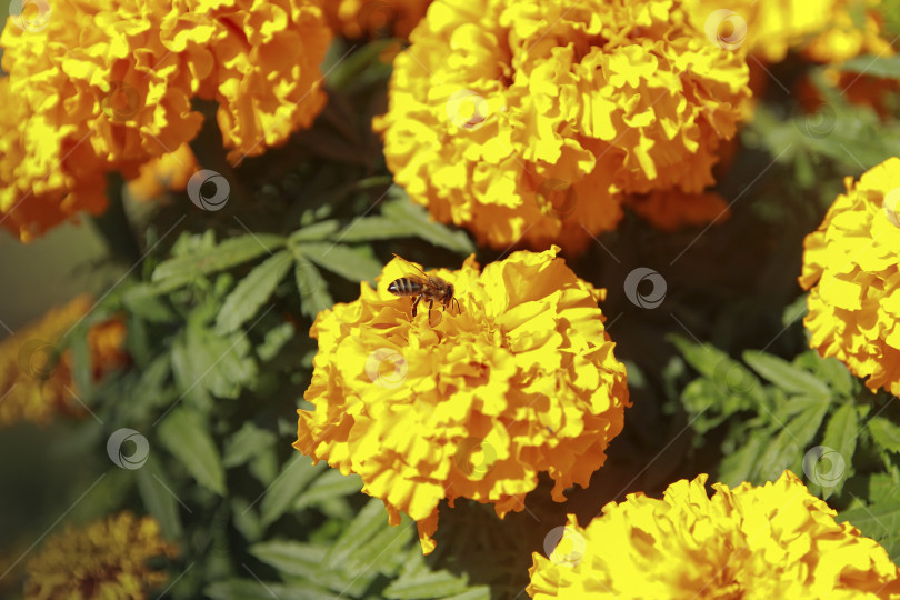 Скачать Пчела фотосток Ozero