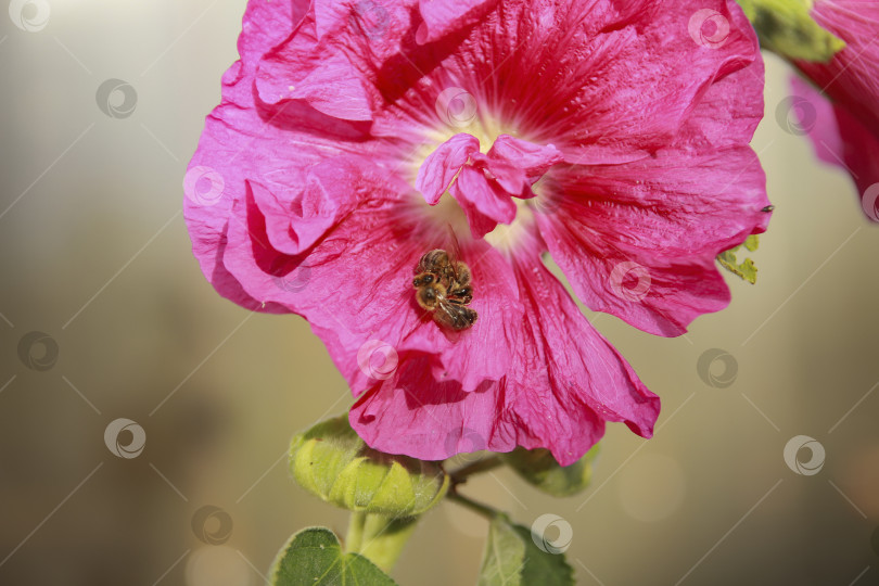 Скачать Пчела фотосток Ozero